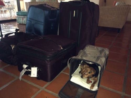 Luggage and Amitu ready to travel on Volaris